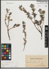 Foto von Salix repens L.